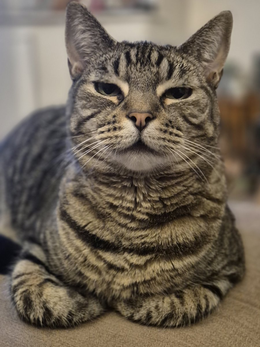 CJMonahan77's tweet image. Happy Caturday 🐾