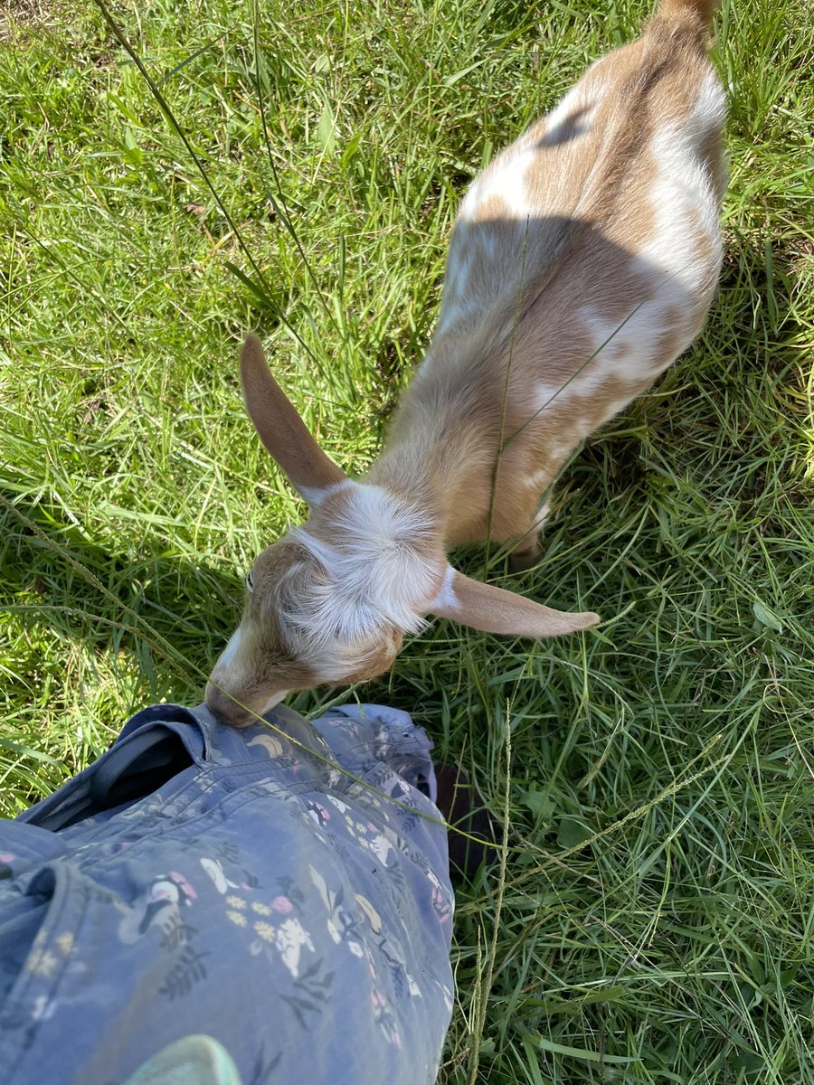 One of the boys likes to chew my clothes when I am doing work in his outside pen! ❤️