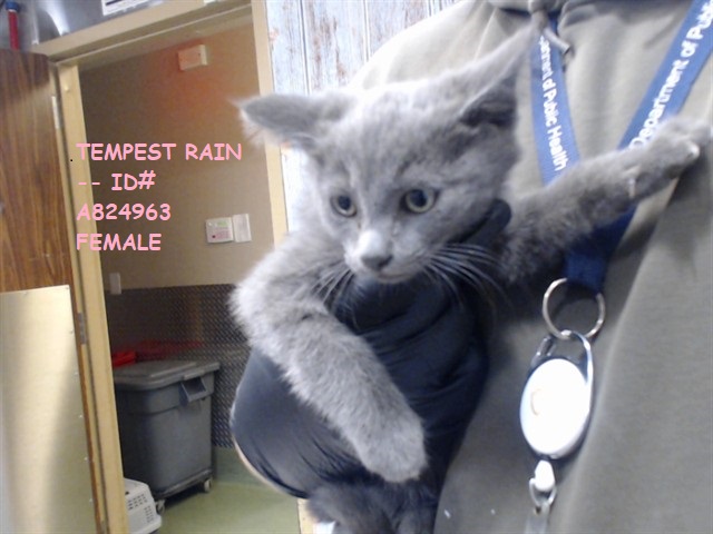 lordi1960's tweet image. facebook.com/media/set/?set…
Here are 4 grey kitten.
They all 11 weeks old.
Temperament: FRIENDLY
Devore Animal Shelter
19777 Shelter Way
Devore, CA 92407
Voice: (909) 386-9820 - press 2
Please share them!
Thank you