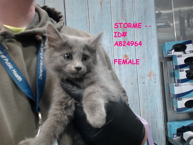 lordi1960's tweet image. facebook.com/media/set/?set…
Here are 4 grey kitten.
They all 11 weeks old.
Temperament: FRIENDLY
Devore Animal Shelter
19777 Shelter Way
Devore, CA 92407
Voice: (909) 386-9820 - press 2
Please share them!
Thank you