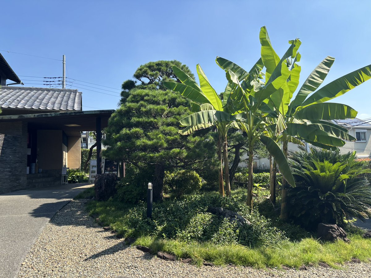 HaikuMagatama's tweet photo. 本日、まがたま句会でした。
猛暑の中、8名＋欠席投句2名の賑やかな集まりとなりました。
半年前に丸刈りにされた芭蕉とススキはたくさんの葉を茂らせて元気いっぱい✨今日は水琴窟も美しい音を響かせました。
#まがたま
#俳句 https://t.co/hwkoIxiBDk