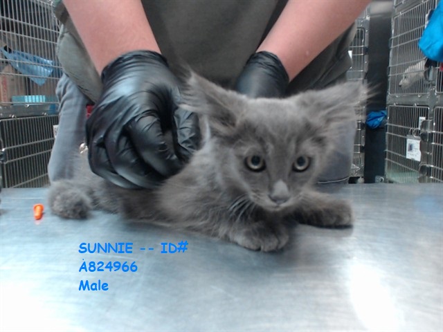 lordi1960's tweet image. facebook.com/media/set/?set…
Here are 4 grey kitten.
They all 11 weeks old.
Temperament: FRIENDLY
Devore Animal Shelter
19777 Shelter Way
Devore, CA 92407
Voice: (909) 386-9820 - press 2
Please share them!
Thank you