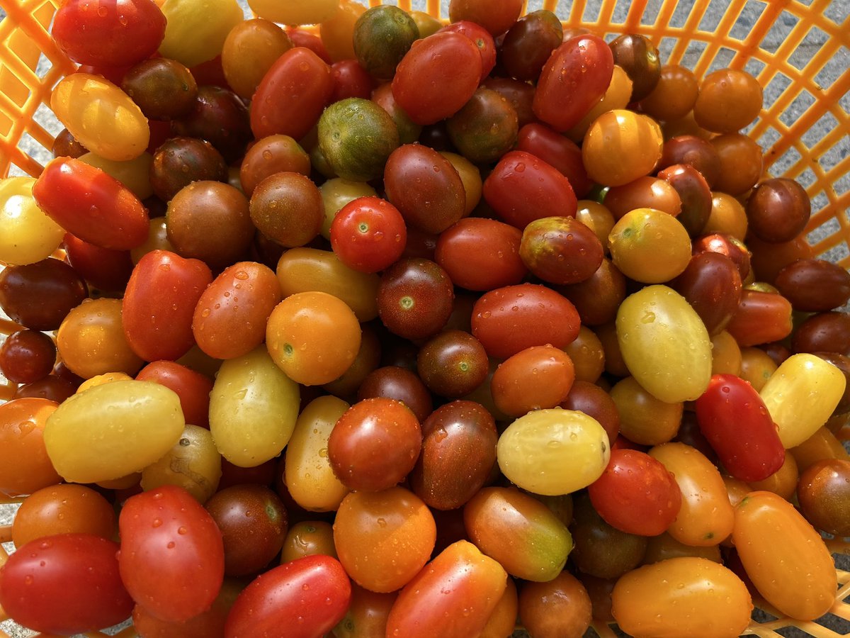 QE3PNkX7IEZPrBh's tweet image. 家庭菜園👨🌾7月26日☀️その⑥
第1区画
サカタのタネ「🍅メイクスイーツ」シリーズ
いよいよ終盤かな?
ドッサリ収穫して洗浄完了✅