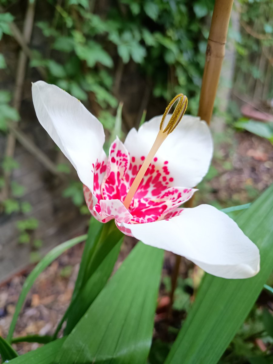 barnaclebum6's tweet image. White Tiger Lily. #Flowers #Gardening #Nature 🌱