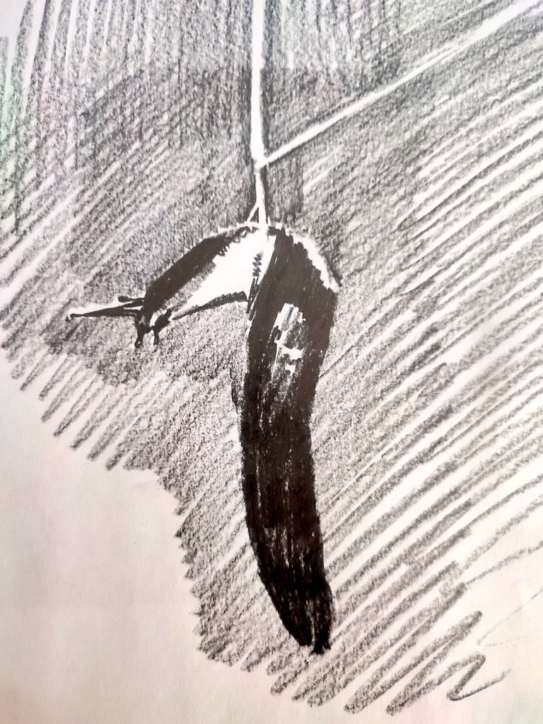 davidrivasfer's tweet image. El que quiera ser gorriona que vuele, el que quiera ser babosa que se arrastre pero que no grite cuando lo pisen