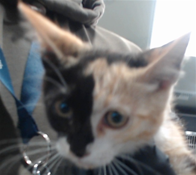 lordi1960's tweet image. facebook.com/photo?fbid=115…
❤️DOREEN -- ID# A824973
-Female calico Domestic Shorthair.
-about 13 weeks old.
I have been at the shelter since July 23, 2025.
I will be available for adoption or rescue on July 28, 2025.
Temperament: FRIENDLY