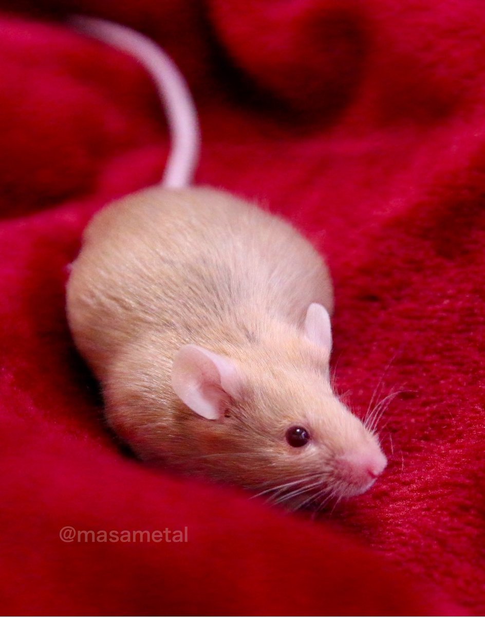masametal's tweet image. 金色マウス✨ヒカリちゃん✨
お空で子供たちと仲良く過ごしてるかな？

#mouse 
#お空のヒカリちゃん