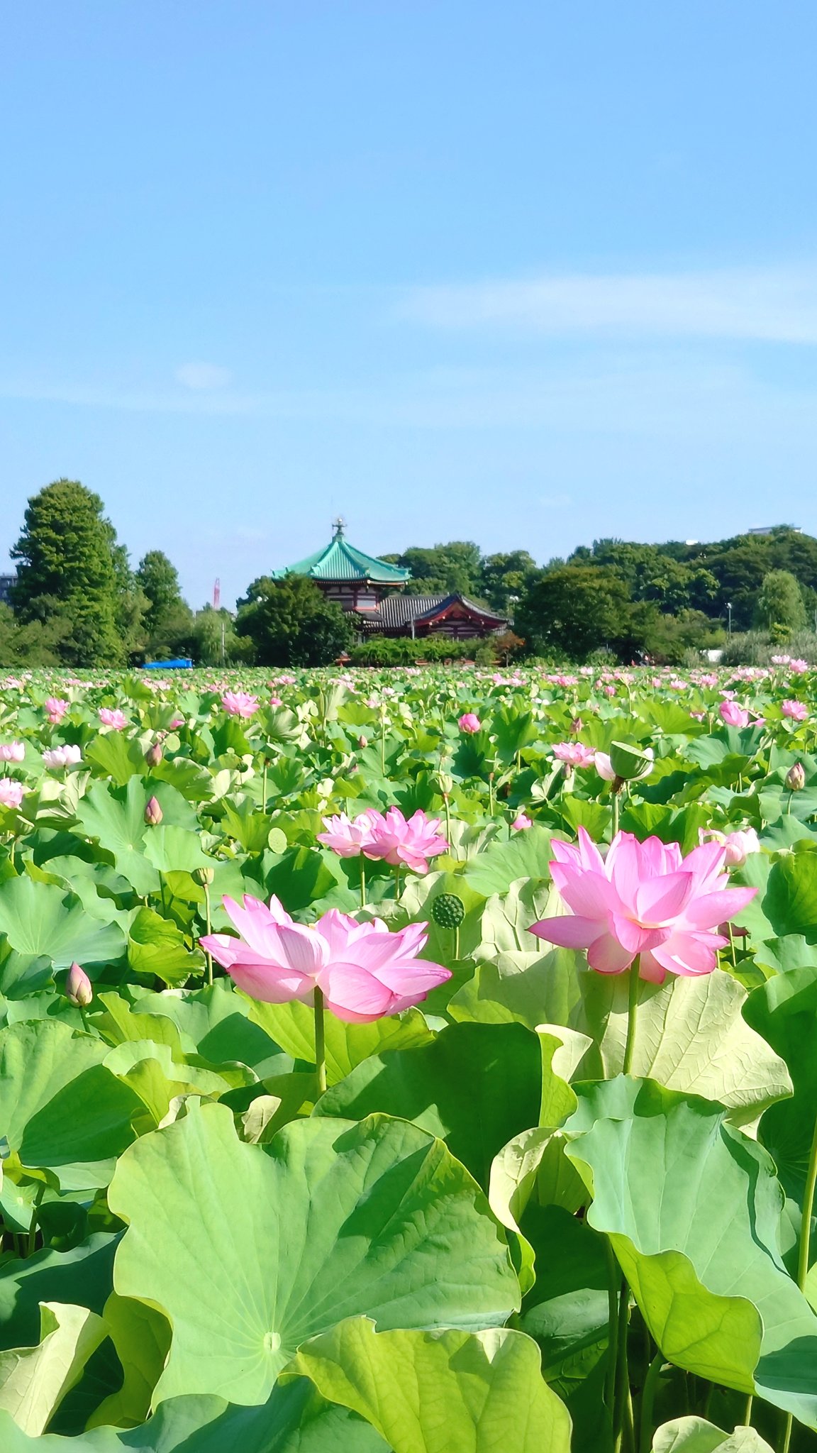円池　茂　【卓上の花】 スパイラルマーケット @spiralmarket_jp さんでは、ミニモール