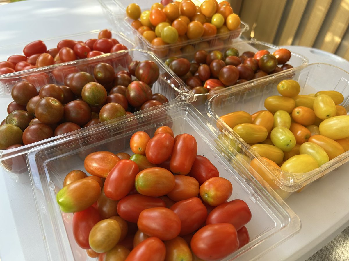QE3PNkX7IEZPrBh's tweet image. 家庭菜園👨🌾7月26日☀️その⑥続き
収穫し洗浄したサカタのタネ「🍅メイクスイーツ」シリーズ
拭きながら選別して
種類別にパックへ…🔴🔴🟤🟤🟠🟡
8種類のはず…🥲
どれか混ざってる🧐
まっいいか…😅