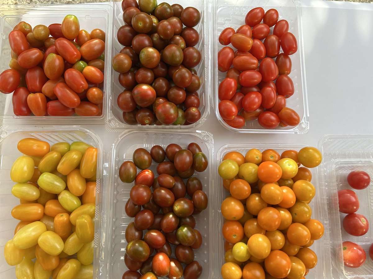 QE3PNkX7IEZPrBh's tweet image. 家庭菜園👨🌾7月26日☀️その⑥続き
収穫し洗浄したサカタのタネ「🍅メイクスイーツ」シリーズ
拭きながら選別して
種類別にパックへ…🔴🔴🟤🟤🟠🟡
8種類のはず…🥲
どれか混ざってる🧐
まっいいか…😅
