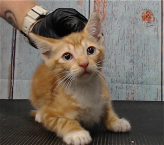 lordi1960's tweet image. facebook.com/photo?fbid=115…
❤️KITTY -- ID# A824994
-Male orange tabby and white Domestic Shorthair.
- about 10 weeks old.
I have been at the shelter since July 23, 2025.
I will be available for adoption or rescue on July 28, 2025.
Temperament: FRIENDLY