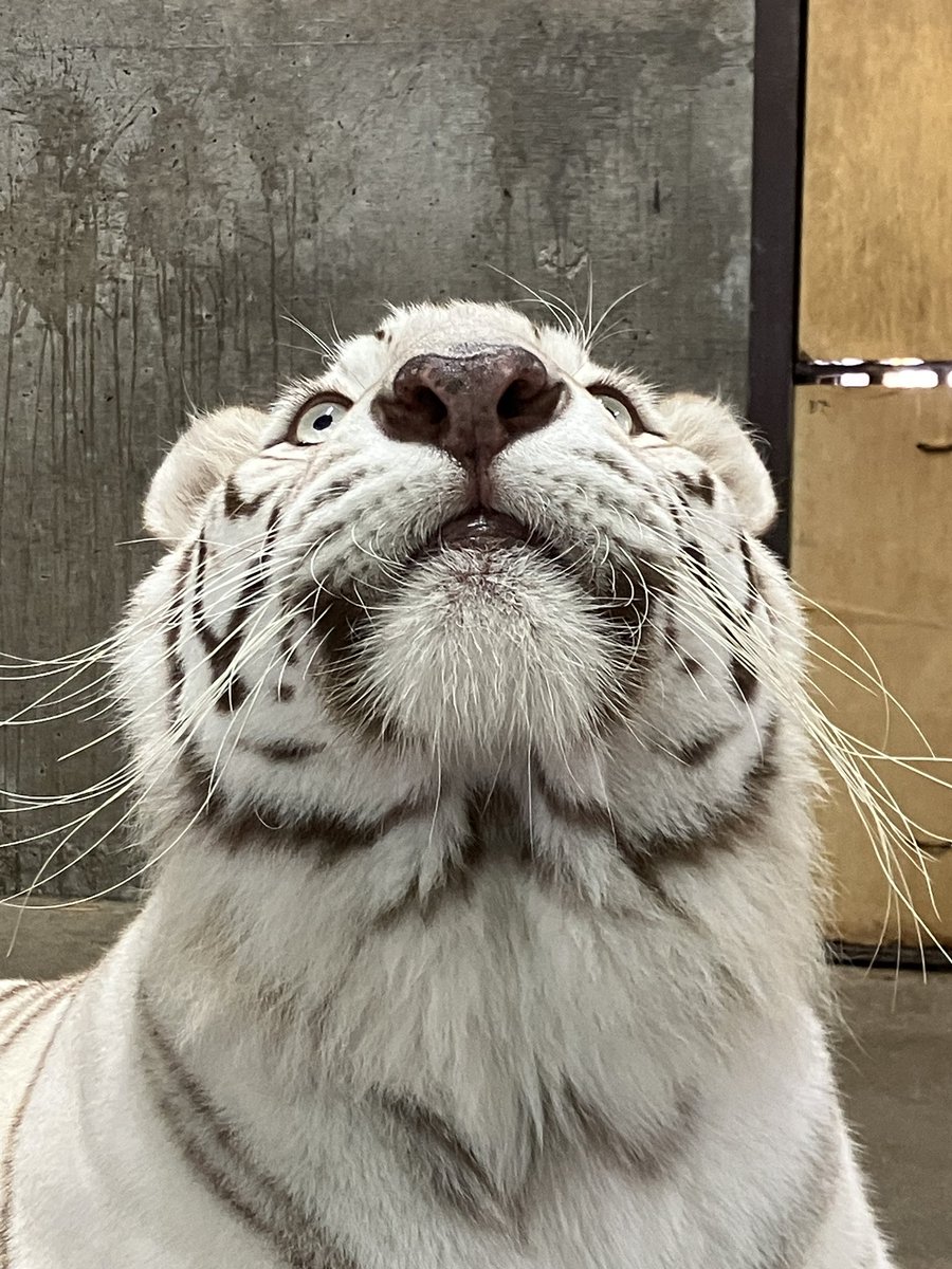 LOVE_IKEDAZOO's tweet image. 珍しく急に上が気になったサンちゃん🙄　なになに？って見てみましたが分かりません😅　サンちゃんもやっぱり何もなかったと言った様子でした　さて何が気になったのでしょうか？🙄　#池田動物園　#ホワイトタイガー　#サンちゃん　#気になる存在