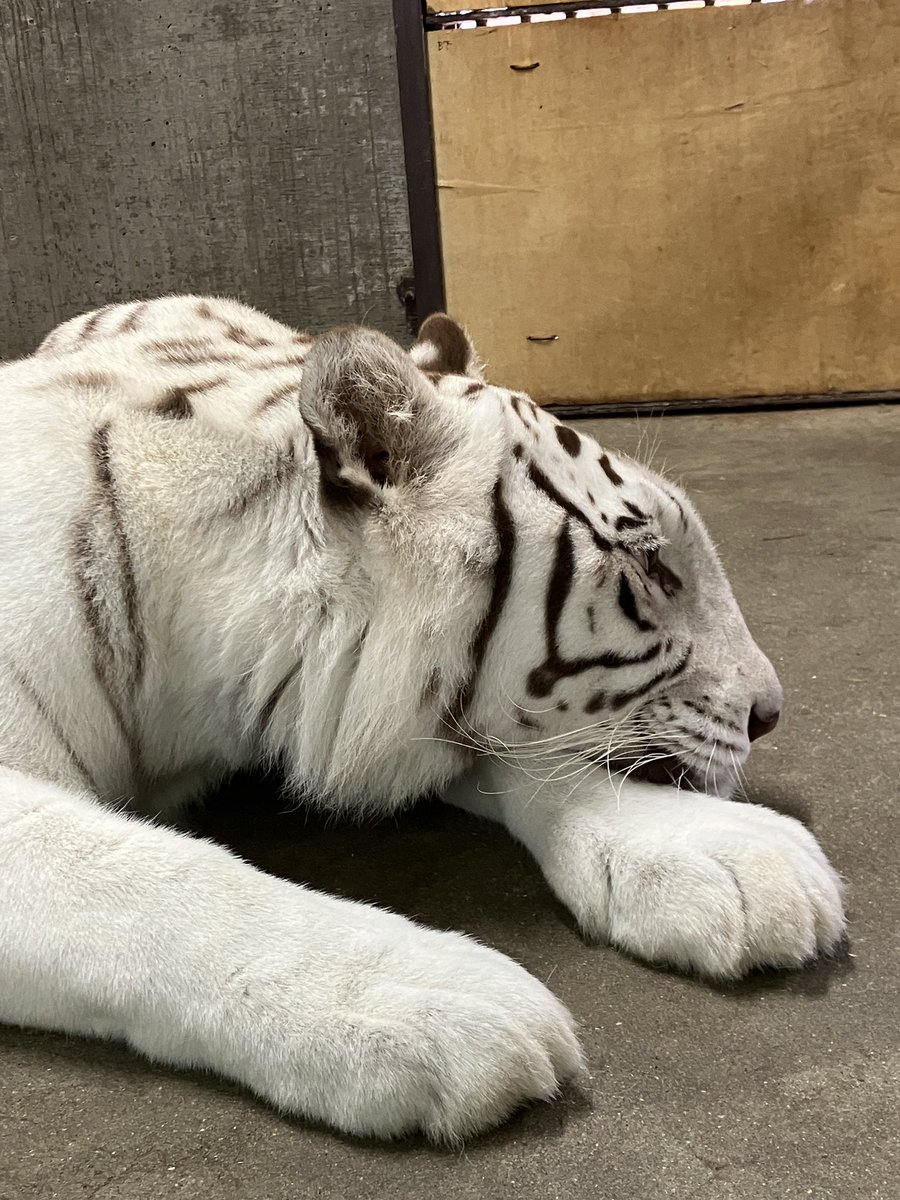 LOVE_IKEDAZOO's tweet image. 珍しく急に上が気になったサンちゃん🙄　なになに？って見てみましたが分かりません😅　サンちゃんもやっぱり何もなかったと言った様子でした　さて何が気になったのでしょうか？🙄　#池田動物園　#ホワイトタイガー　#サンちゃん　#気になる存在