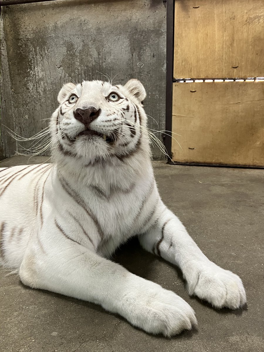 LOVE_IKEDAZOO's tweet image. 珍しく急に上が気になったサンちゃん🙄　なになに？って見てみましたが分かりません😅　サンちゃんもやっぱり何もなかったと言った様子でした　さて何が気になったのでしょうか？🙄　#池田動物園　#ホワイトタイガー　#サンちゃん　#気になる存在