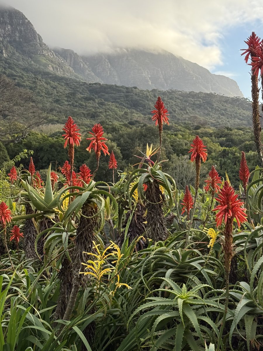 JudeStevens's tweet image. Good morning peeps. My view on this chilly winter’s day 🌥️. Perfect for walking 😊 #nature #flowers