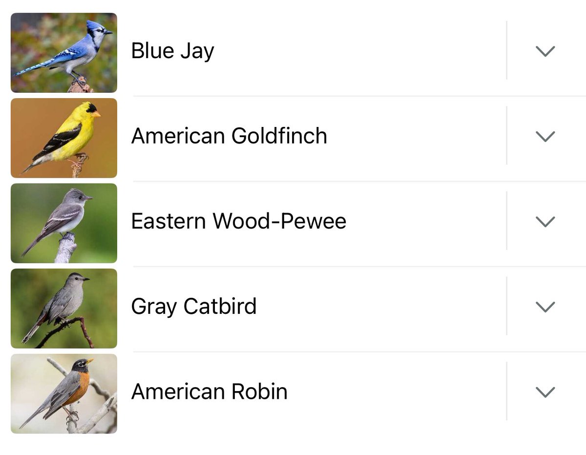 SamthePoet0731's tweet image. My first eastern wood-pewee. Tough name to grow up with.