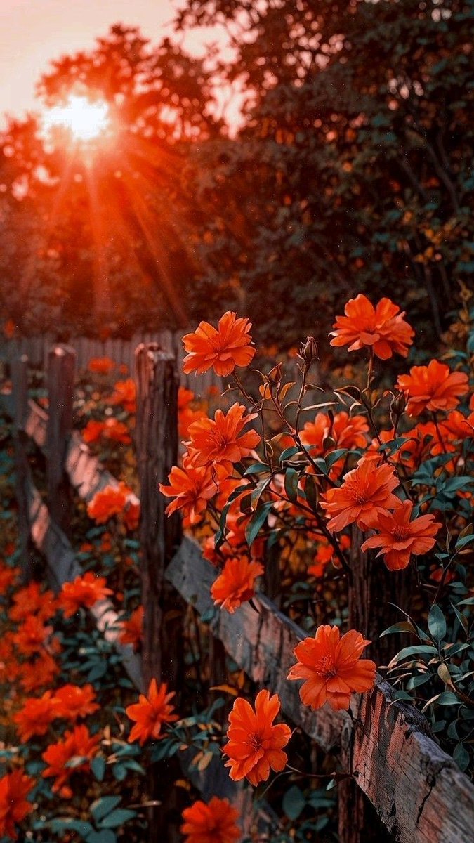 Nature Beauty (@naturebeautyh) on Twitter photo 