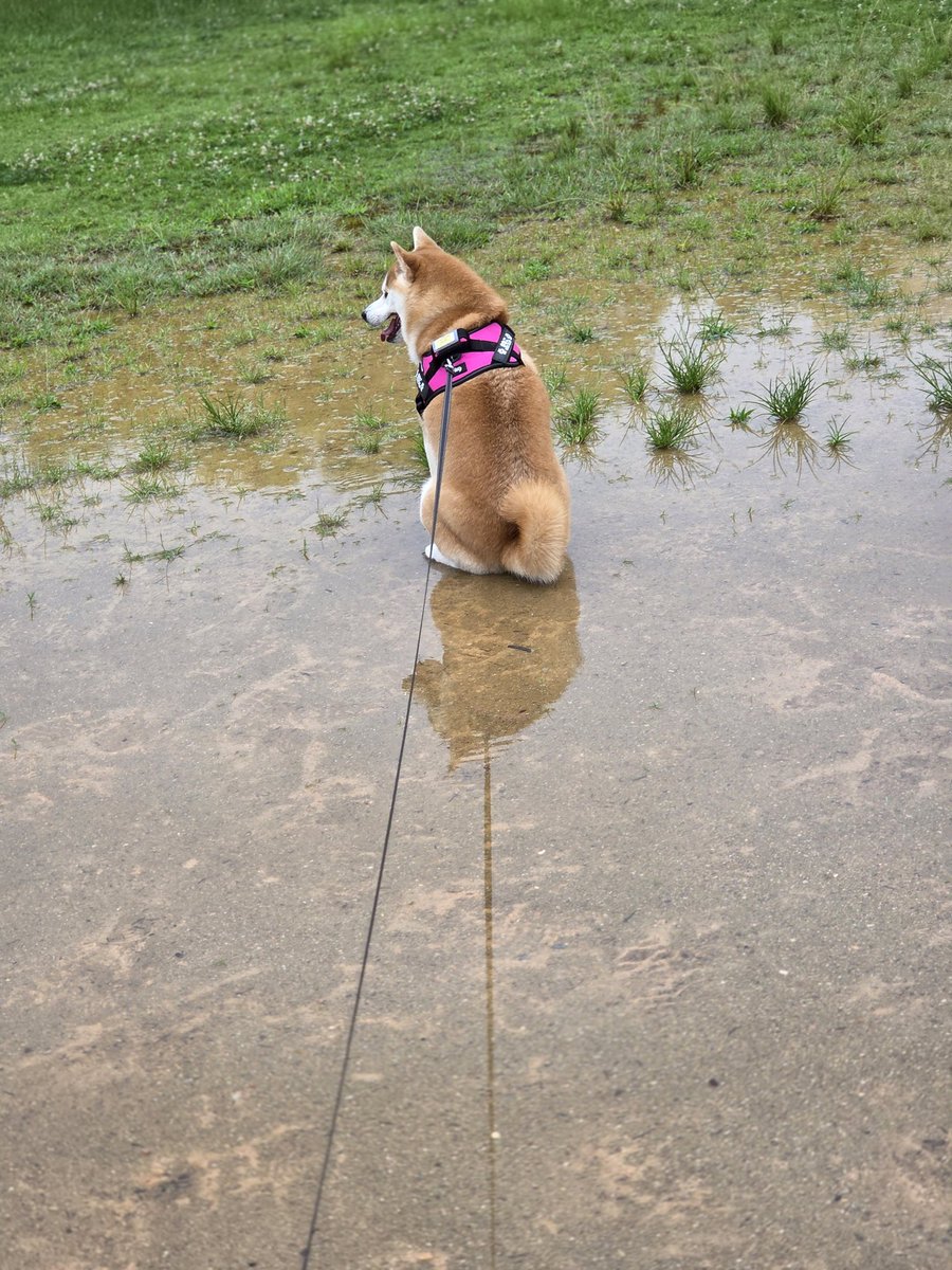 sogefy's tweet image. 座るなよー座るなよー言ってたら座った。悲しい。

#今日のきなこ
#柴犬のいる生活