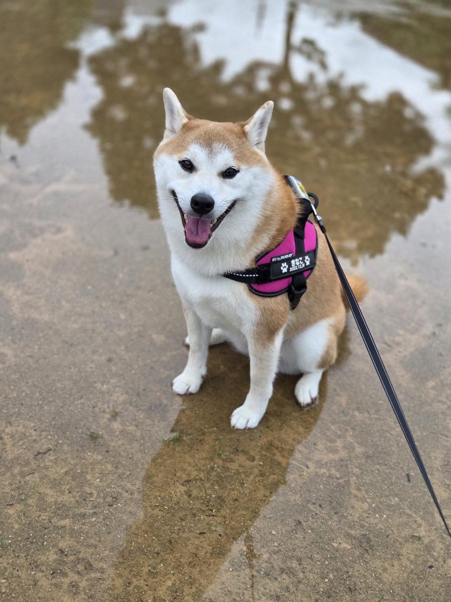 sogefy's tweet image. 座るなよー座るなよー言ってたら座った。悲しい。

#今日のきなこ
#柴犬のいる生活