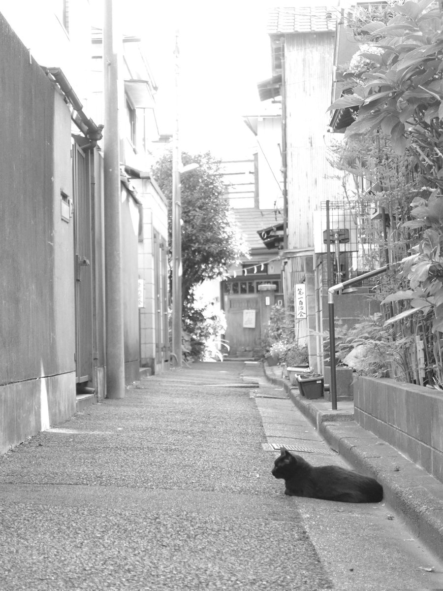 gmo_46's tweet image. ネコさがし