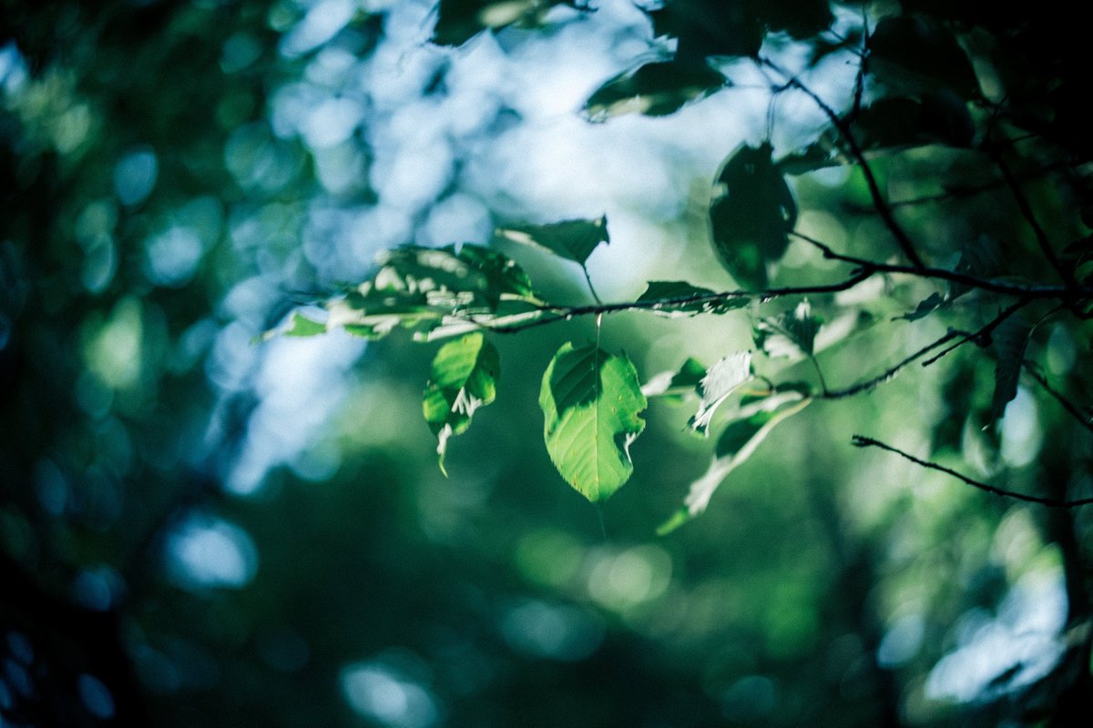 smith_oldlens's tweet image. 静かな夏。