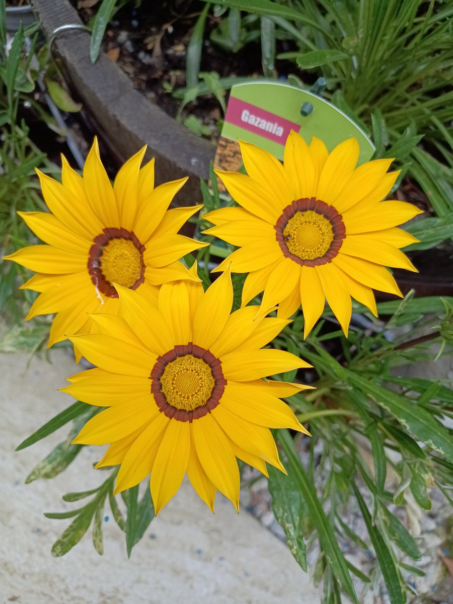 barnaclebum6's tweet image. Gazania....#Flowers #Gardening #Nature 🌱