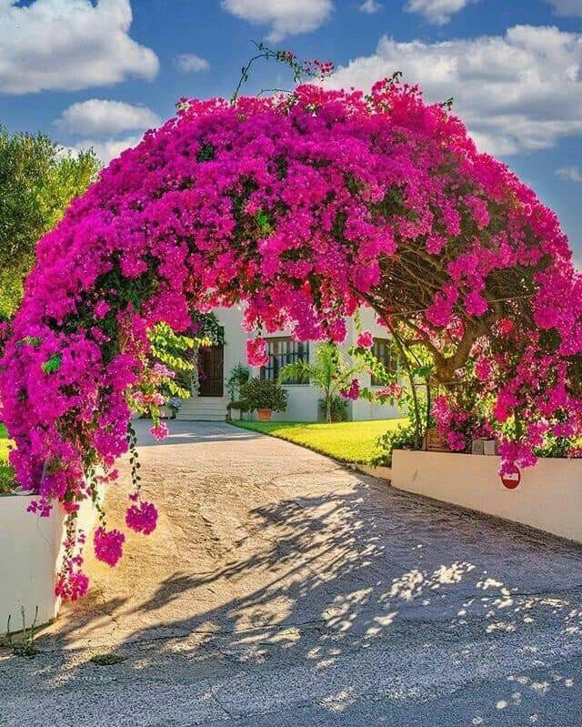 🌺🌿🌺Beautiful 🌺🌿🌺
