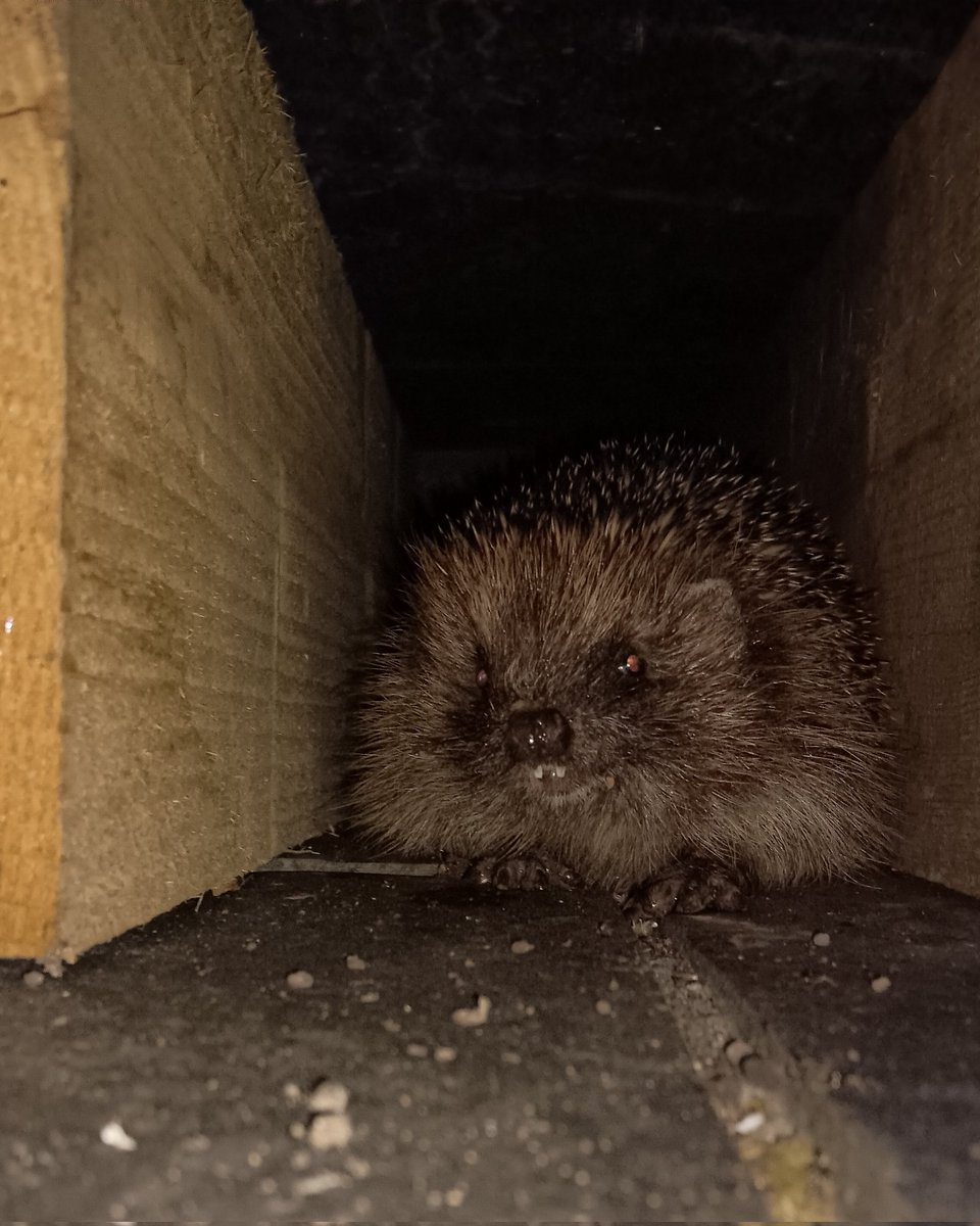 ametcalfe42's tweet image. Plenty of #wildlife activity in #garden last night, two hedgehogs, adukt frog&apos;s &amp;amp; froglets emerging from #pond
