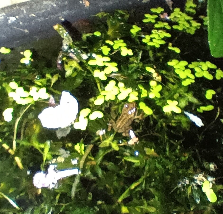 ametcalfe42's tweet image. Plenty of #wildlife activity in #garden last night, two hedgehogs, adukt frog&apos;s &amp;amp; froglets emerging from #pond