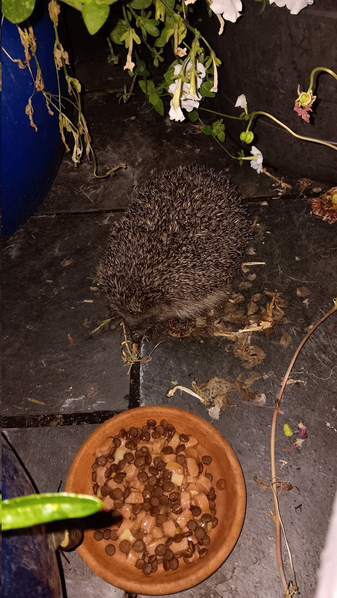 ametcalfe42's tweet image. Plenty of #wildlife activity in #garden last night, two hedgehogs, adukt frog&apos;s &amp;amp; froglets emerging from #pond