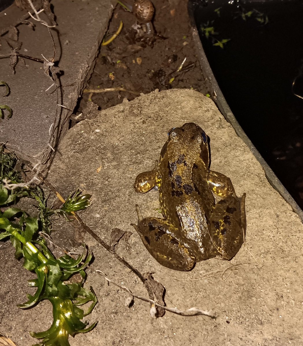 ametcalfe42's tweet image. Plenty of #wildlife activity in #garden last night, two hedgehogs, adukt frog&apos;s &amp;amp; froglets emerging from #pond