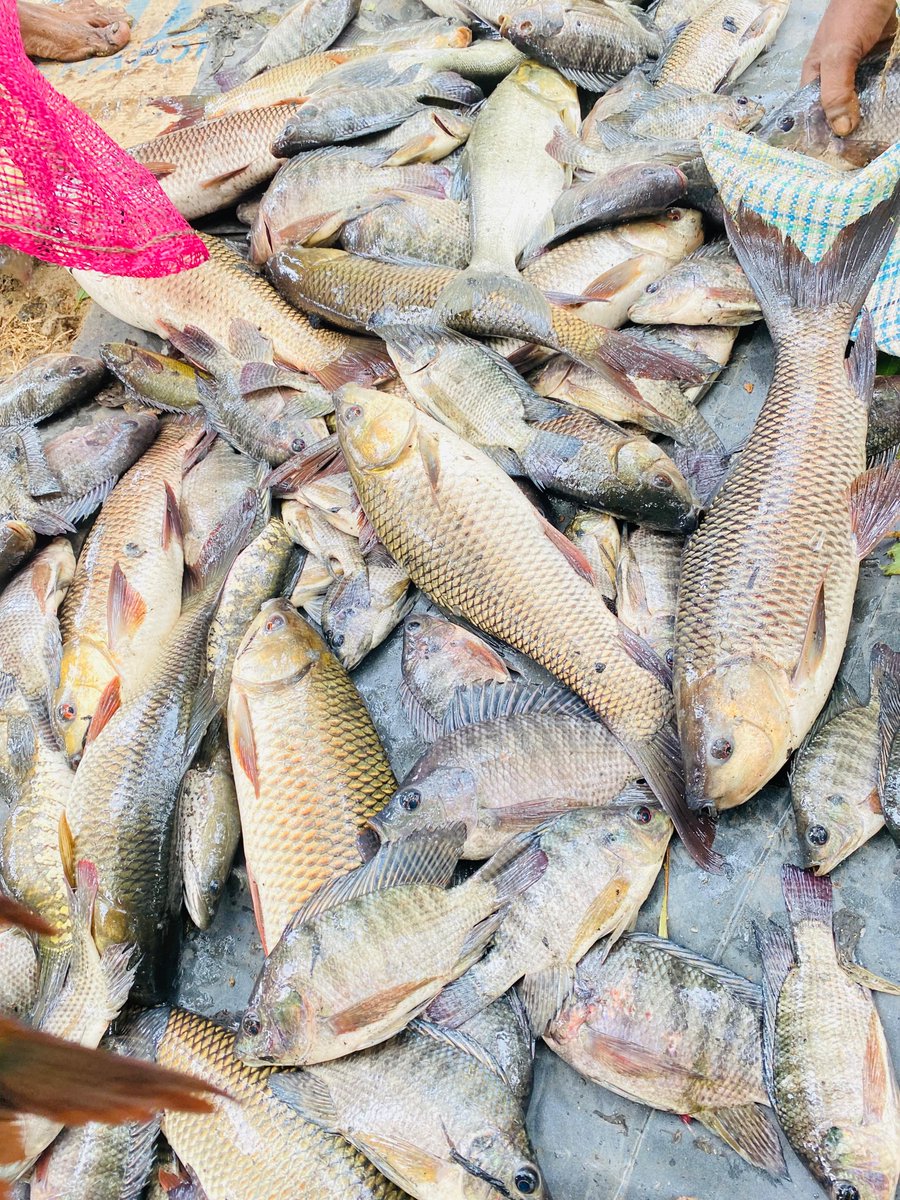 IFADAsia's tweet image. Boosting Food Security Through Inland Fisheries!  

An @IFAD-funded project in #SriLanka, @sarpsrilanka, has harvested 106kg of fish &amp;amp; freshwater prawns from the Aluthgama Bellankadawala tank benefiting 55 families with affordable nutrition &amp;amp; new income opportunities. 🐠🌊🍤