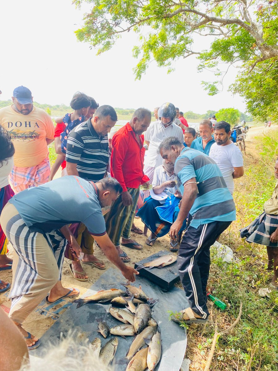 IFADAsia's tweet image. Boosting Food Security Through Inland Fisheries!  

An @IFAD-funded project in #SriLanka, @sarpsrilanka, has harvested 106kg of fish &amp;amp; freshwater prawns from the Aluthgama Bellankadawala tank benefiting 55 families with affordable nutrition &amp;amp; new income opportunities. 🐠🌊🍤