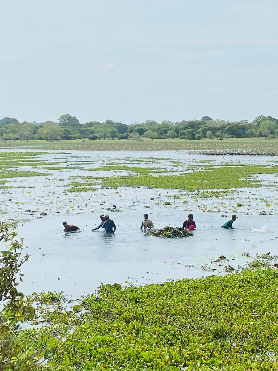 IFADAsia's tweet image. Boosting Food Security Through Inland Fisheries!  

An @IFAD-funded project in #SriLanka, @sarpsrilanka, has harvested 106kg of fish &amp;amp; freshwater prawns from the Aluthgama Bellankadawala tank benefiting 55 families with affordable nutrition &amp;amp; new income opportunities. 🐠🌊🍤