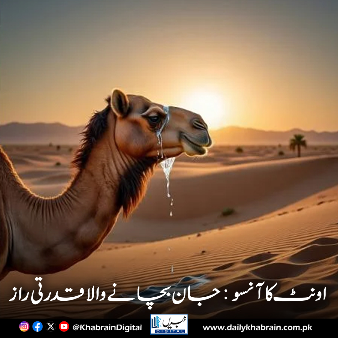 daily_khabrain's tweet photo. اونٹ کا آنسو — جان بچانے والا قدرتی راز

https://t.co/Dk34Xhlhup

Tap on the link to read full story 👆

#khabraindigital
#CamelTears #SnakebiteCure #MedicalBreakthrough #Antivenom #CamelResearch #IndiaHealth #RuralMedicine #SnakebiteCrisis #LifesavingScience #InnovativeHealthcar https://t.co/s0hX3BbbYk