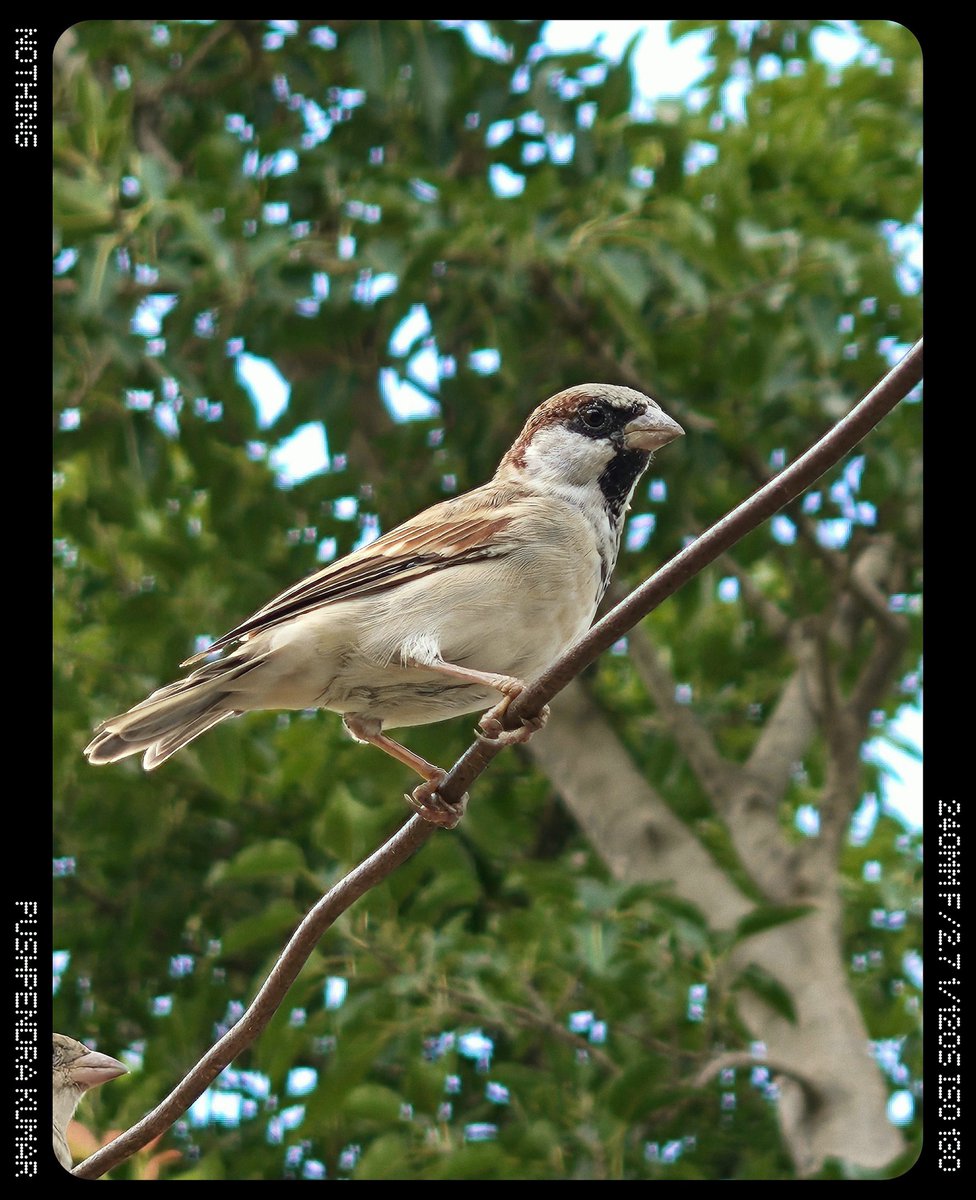 Ankita_Singh999's tweet image. Sparrow ..🐦
📸 Shot On Nothing Phone 3
(10x zoom )
How's this ?
@nothingindia @AkisEvangelidis