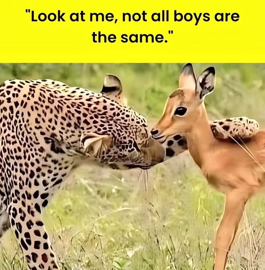 🐆