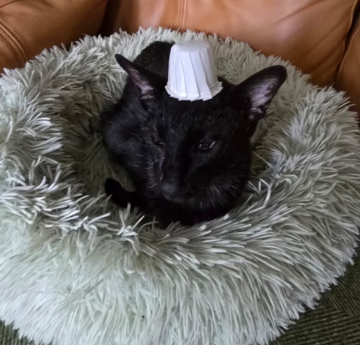 johnstf's tweet image. Mum is sitting in her hospital room like some evil genius, plotting how to humiliate all 3 of us with these silly hats. 😾 #CatsOfTwitter #meezer