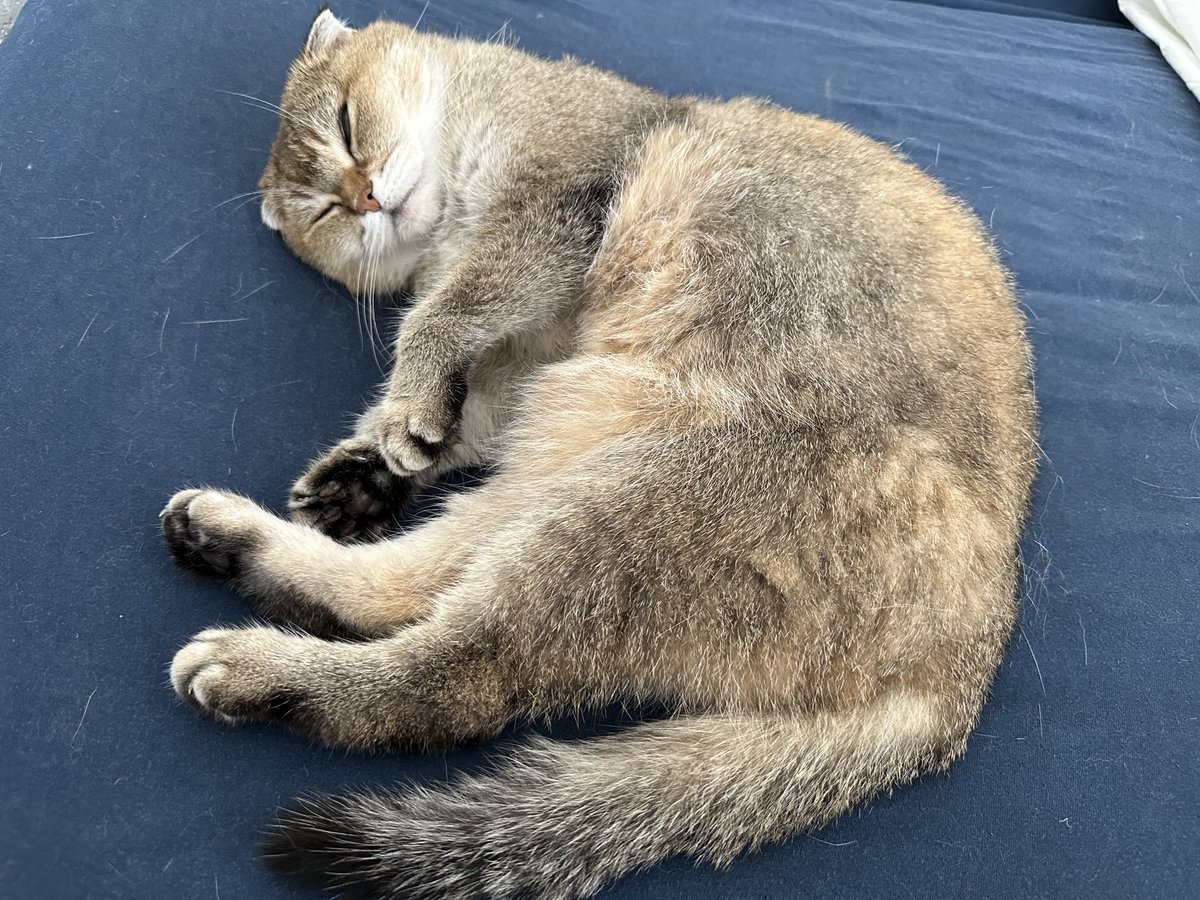 My belly is ready for some love! Who want to give me a bellyrub? I promise I won’t bite 😺