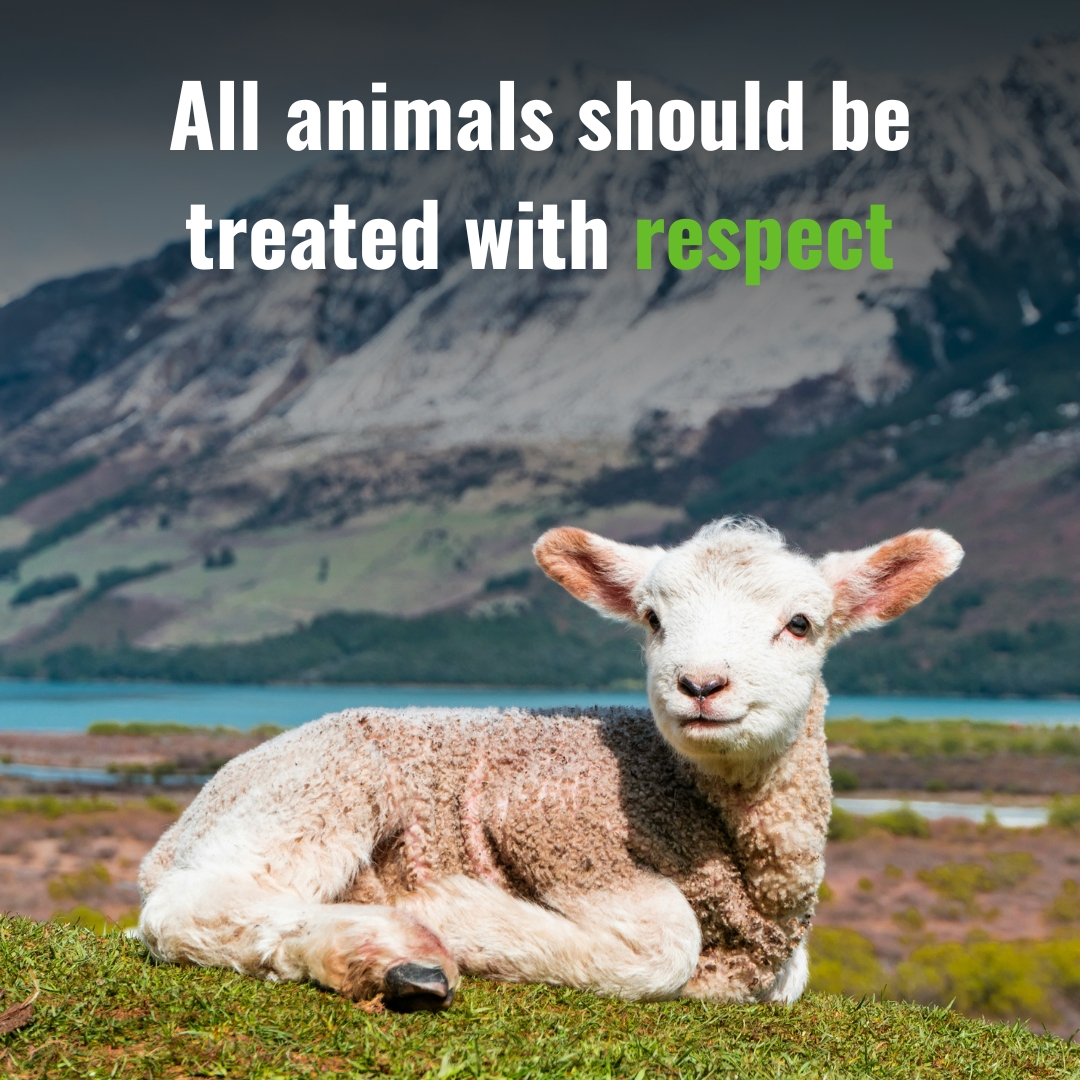 CIWF_Global's tweet image. Animals should have a good life. Like and share if you agree! 💚🐑