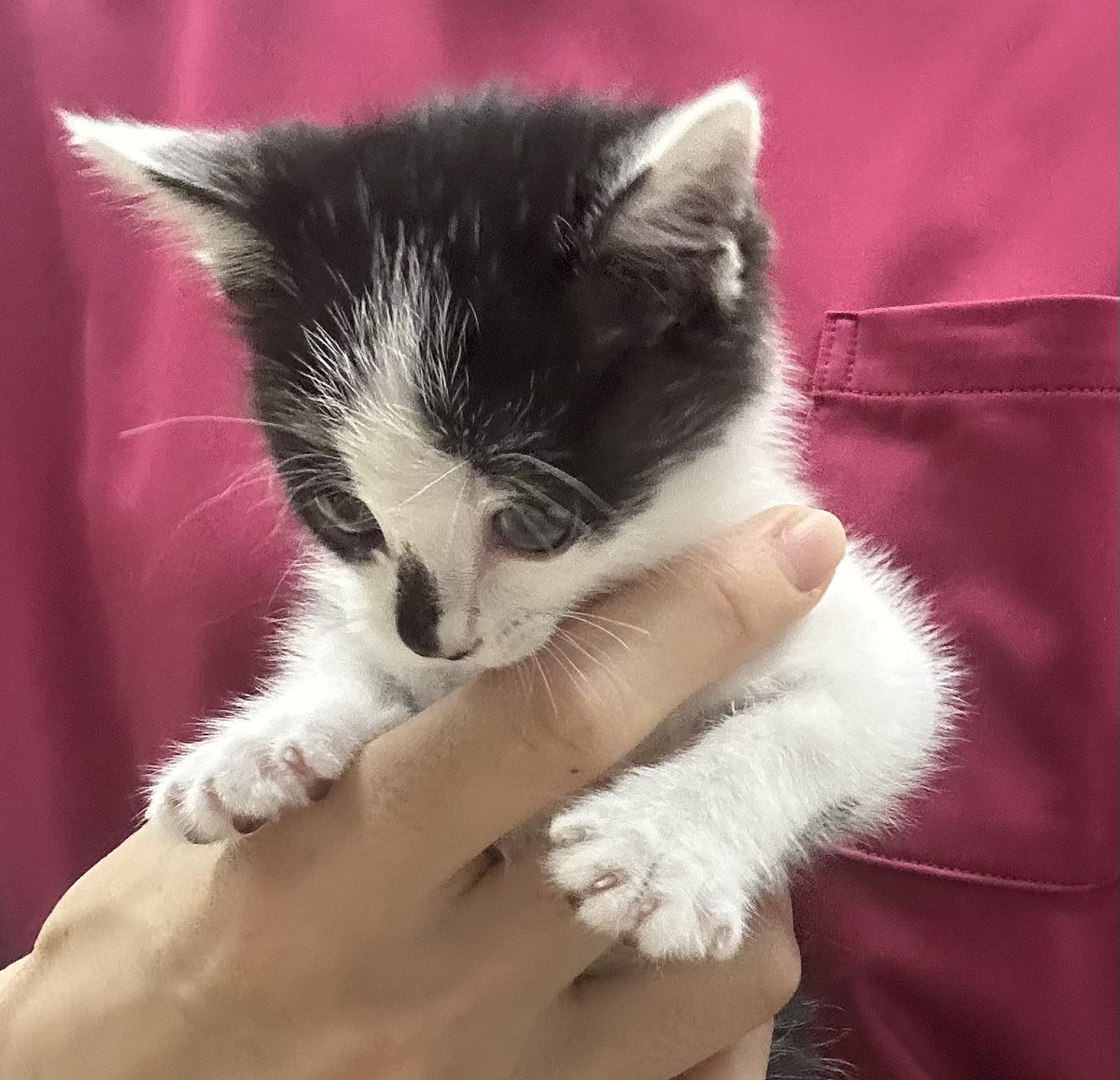 takamiya_pet's tweet photo. ⭐️里親募集⭐️
昨夜保護された子猫の里親を募集しています。推定4〜5週齢の女の子です。とても元気で、かわいいこです😺興味がある方は病院までお電話下さい。TEL☎️0925313583
#たかみや通り動物クリニック　#里親募集 https://t.co/PgFw5pjmQJ
