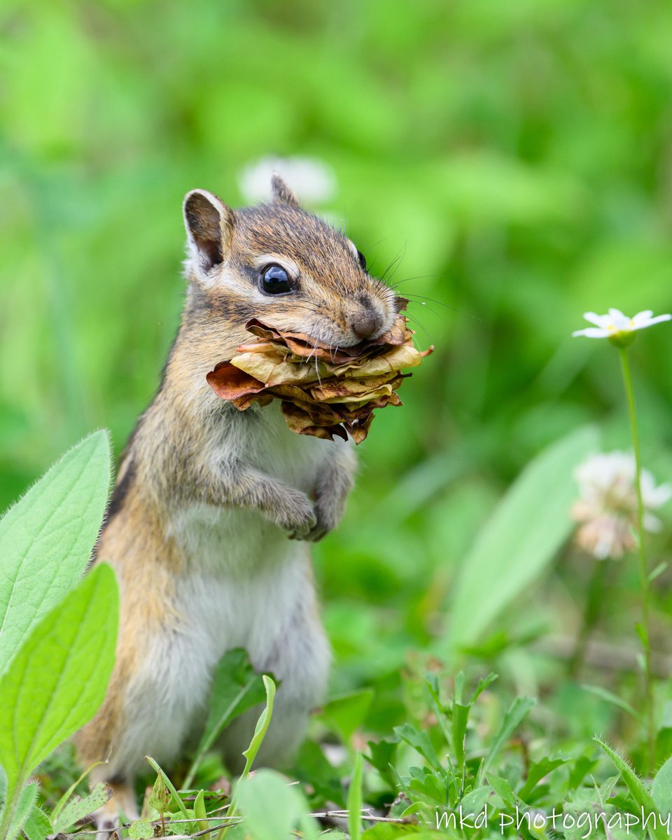 m_kudo44's tweet image. え〜と〜こっちかな
#エゾシマリス