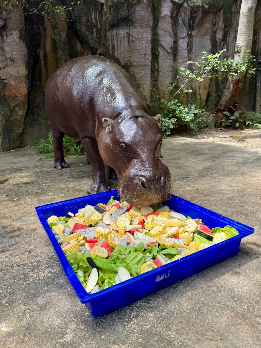 and_khamoo's tweet image. วันเกิดคุณแม่ทั้งที เลี้ยงทั้งครอบครัวไปเลย 🤣🦛
กินหญ้ากับใบไม้เยอะเเล้ว ขอกินของแซ่บซักวันนึง 🎂🎂
#hippo #PygmyHippo #ขาหมูแอนด์เดอะแก๊ง #หมูเด้งจะเด้งกี่โมง #Moodeng #พี่ขาหมู #สวนสัตว์แปลกเขาเขียว