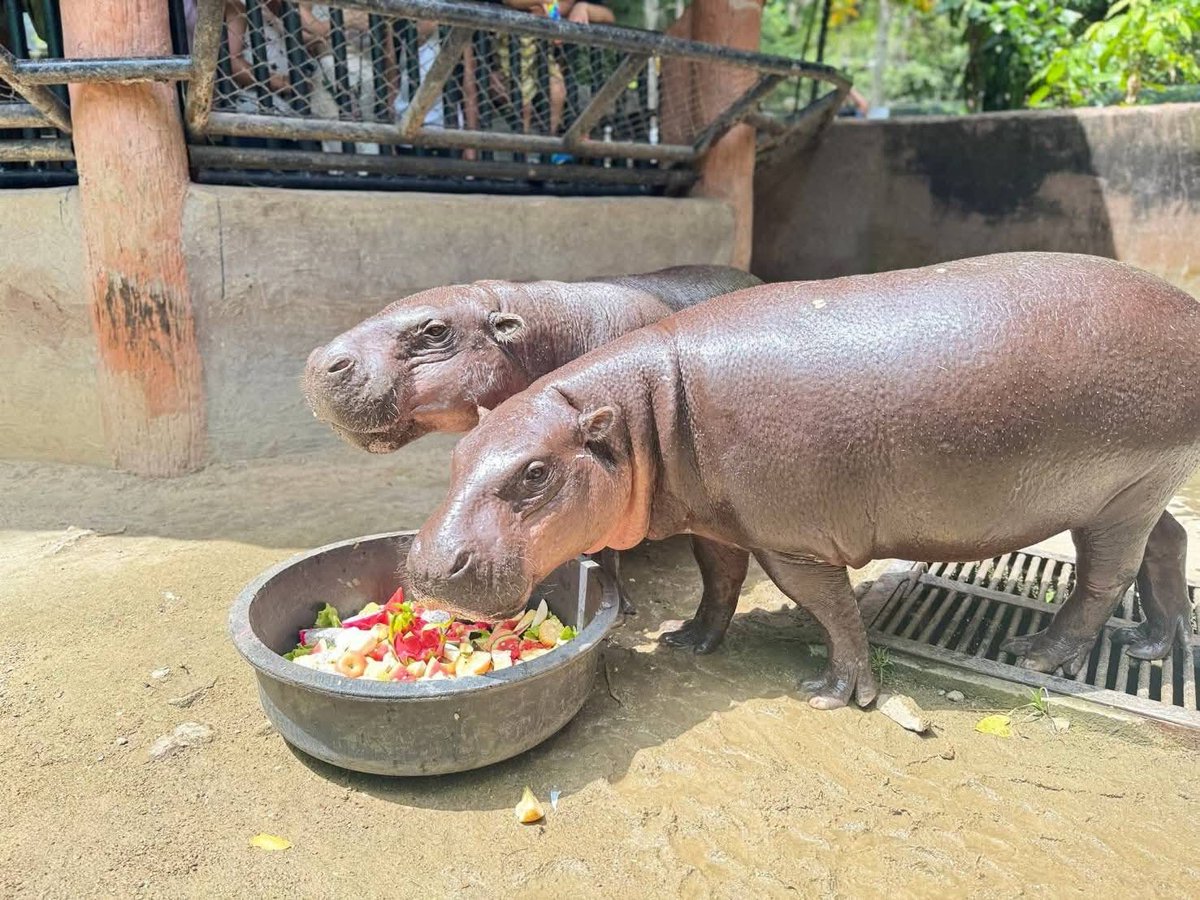 and_khamoo's tweet image. วันเกิดคุณแม่ทั้งที เลี้ยงทั้งครอบครัวไปเลย 🤣🦛
กินหญ้ากับใบไม้เยอะเเล้ว ขอกินของแซ่บซักวันนึง 🎂🎂
#hippo #PygmyHippo #ขาหมูแอนด์เดอะแก๊ง #หมูเด้งจะเด้งกี่โมง #Moodeng #พี่ขาหมู #สวนสัตว์แปลกเขาเขียว