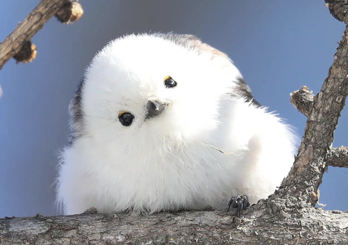 明日はぺかるTV
たなちゅうさん
実践来店予定😙✨

【雪の妖精】
🦢シマエナガ🦢
まじで妖精ですね🧚‍♂️
いつか北海道に
見にいきたいぃぃぃ😭

#地域最大ダイエー鷲宮店
#北海道シマエナガ
#たなちゅうペカるTV