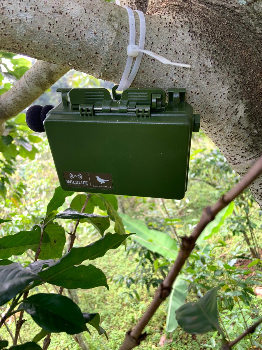 LoneWalker_256's tweet image. Just in!
I came and set-up a bird sound monitoring device (Sound Meter) this side of Bushende in Mbale to facilitate research especially in coffee plantations.