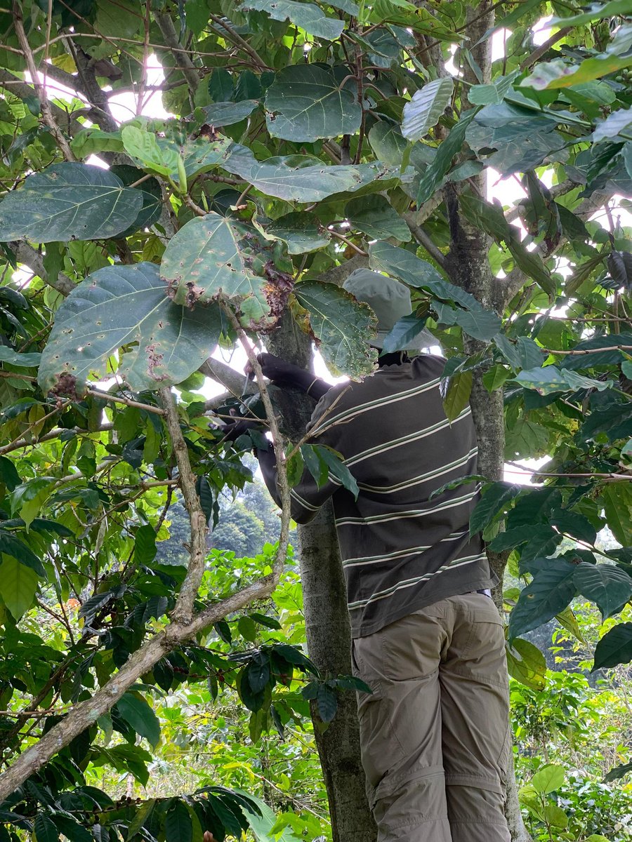 LoneWalker_256's tweet image. Just in!
I came and set-up a bird sound monitoring device (Sound Meter) this side of Bushende in Mbale to facilitate research especially in coffee plantations.