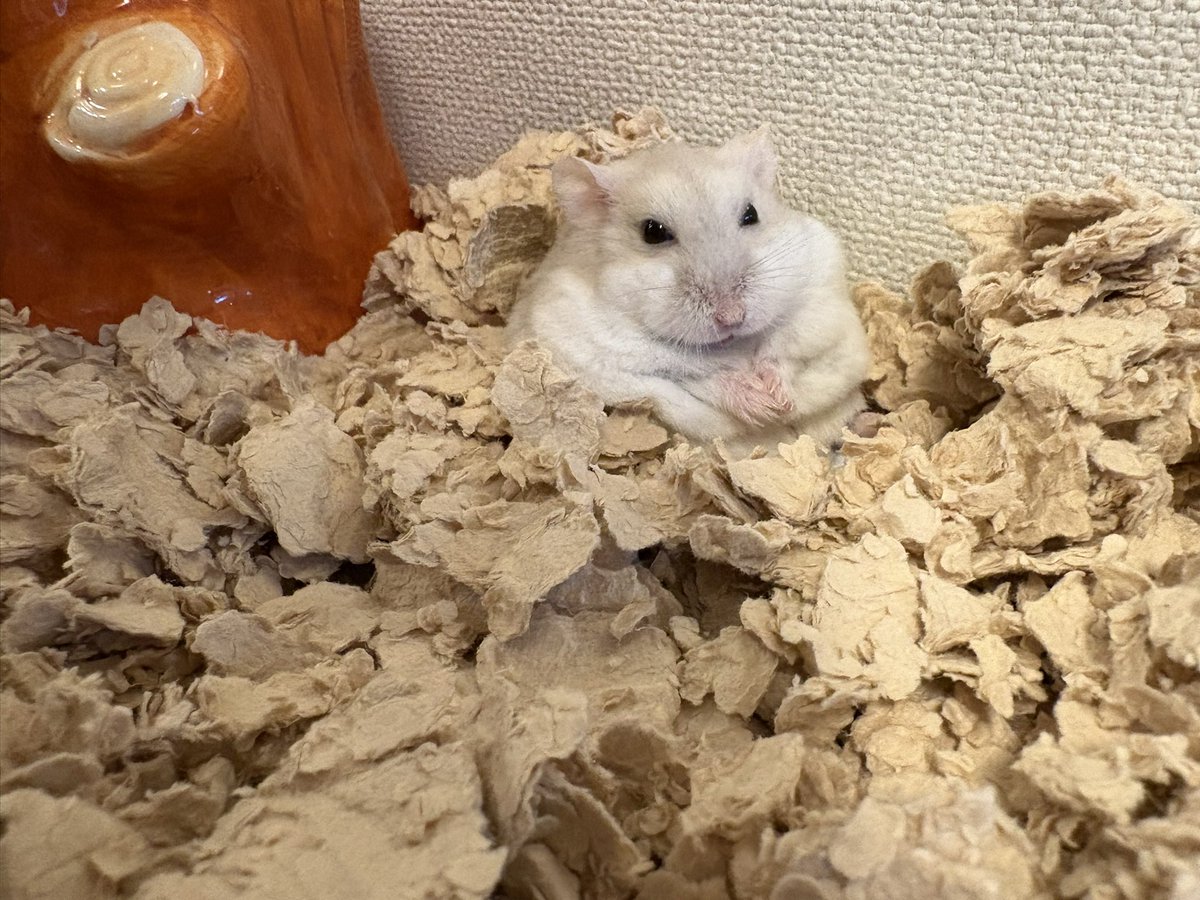 Pch___10's tweet image. ぶっちゃり。🐷🐷

休みの日は安心して寝れるから幸せ〜。
仕事の日はフルストレスだから不眠すぎます…涙