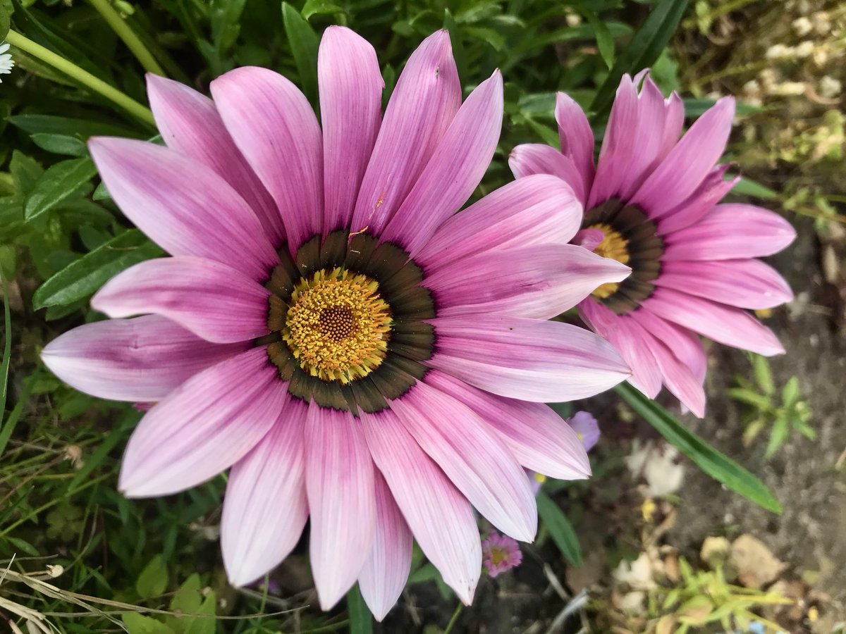 melanie_mjk's tweet image. Starting the day with bright & vibrant Gazanias, drought tolerant and attractive additions in pots and borders. Happy Saturday everyone! 🌸 #Saturdaymorning #Saturdaythoughts #Gardenflowers #BloomScrolling