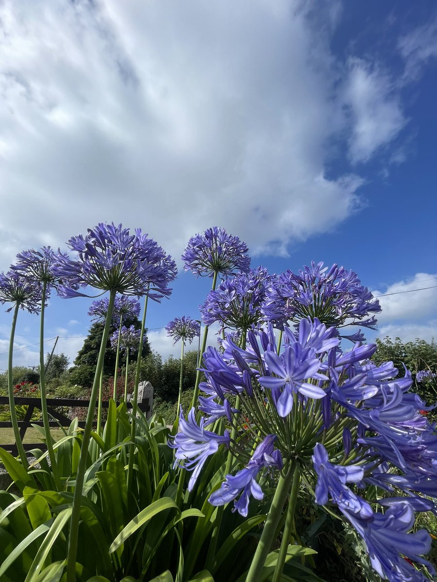Agapanthus